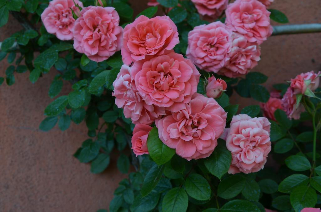 Agriturismo Al Podere Di Rosa Лукка Экстерьер фото